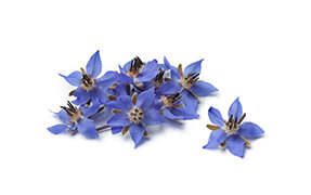 huile végétale bio bourrache 